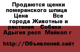 Продаются щенки померанского шпица › Цена ­ 45 000 - Все города Животные и растения » Собаки   . Адыгея респ.,Майкоп г.